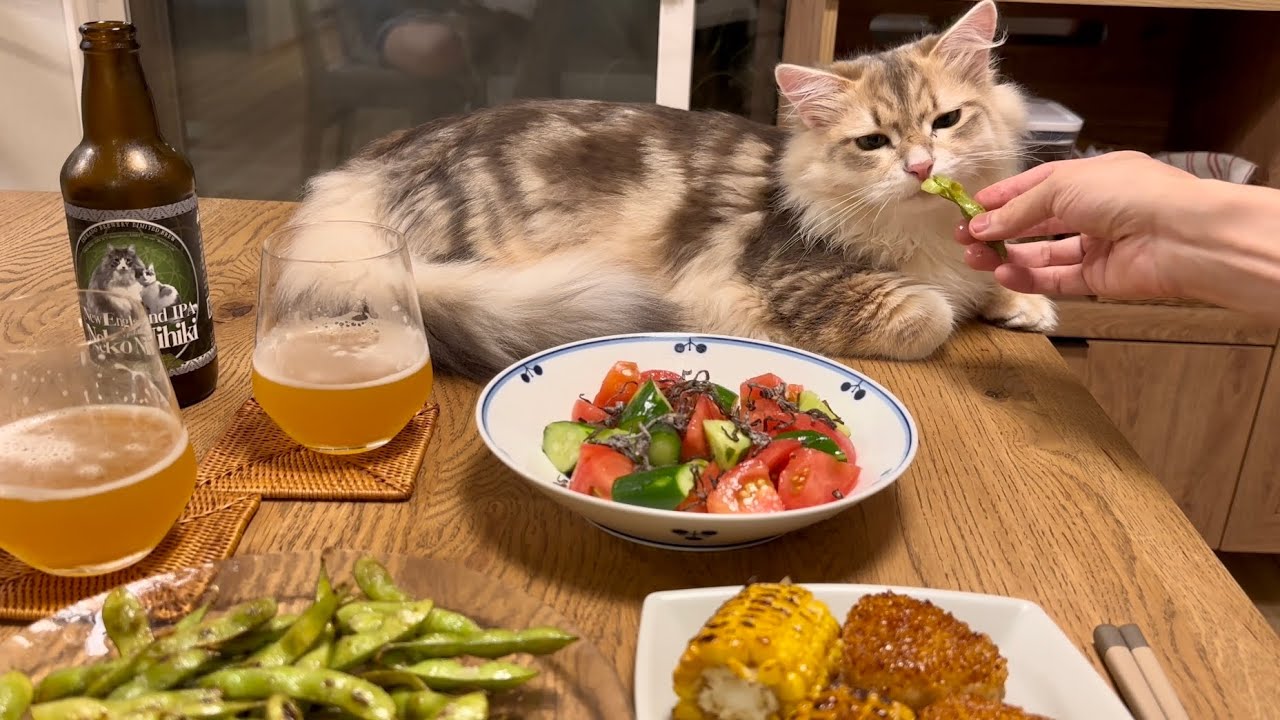 Summer with cats -2023- サイベリアン子猫と過ごす初めての夏