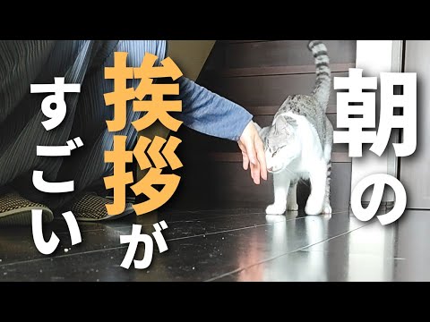 【元保護猫】甘えん坊な子猫は「おはよう。」と喋って挨拶してくれます。