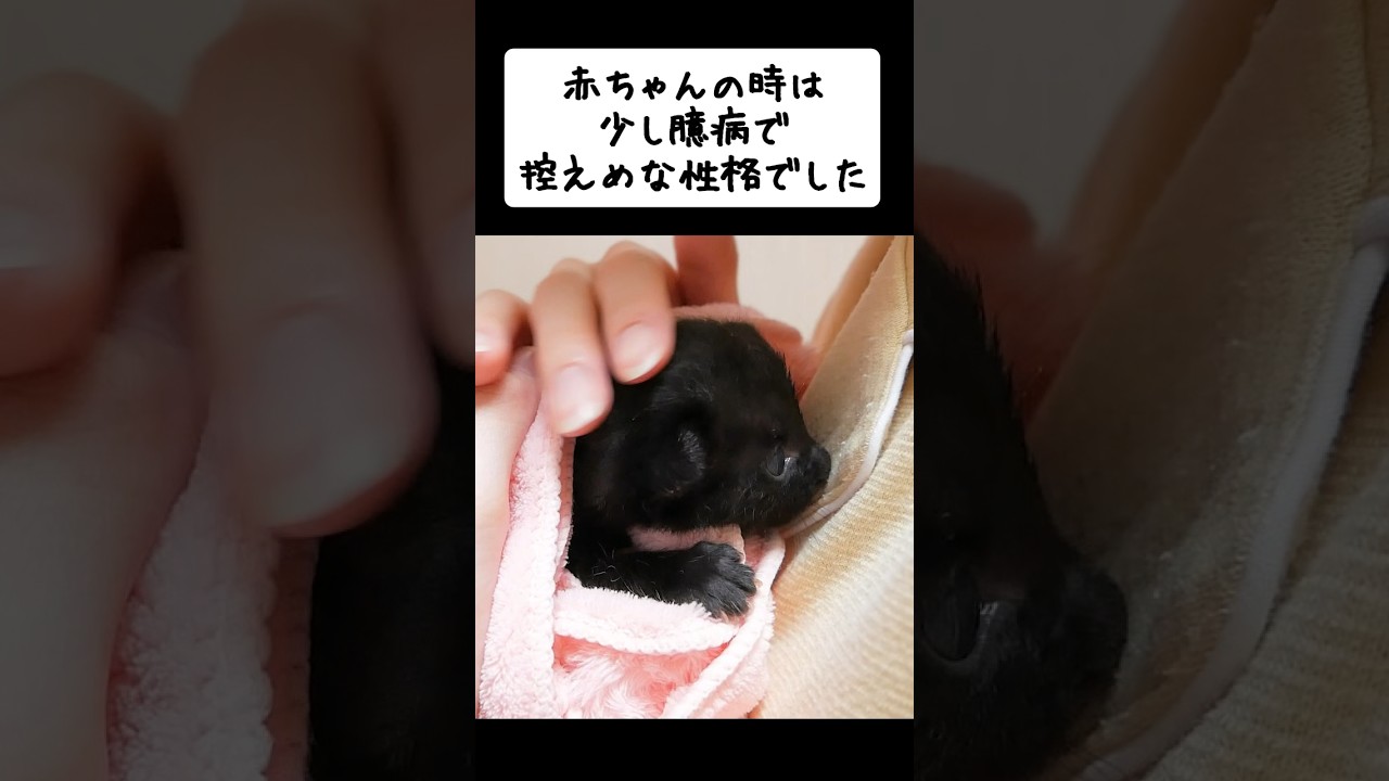 保護した野良猫から生まれた四つ子の長女の成長記録 #shorts