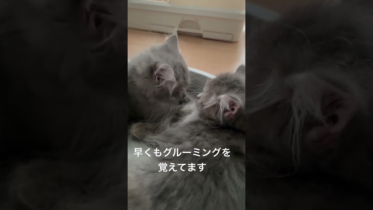ふわふわのラガマフィン姉妹 #猫のいる暮らし #子猫動画 #猫赤ちゃん