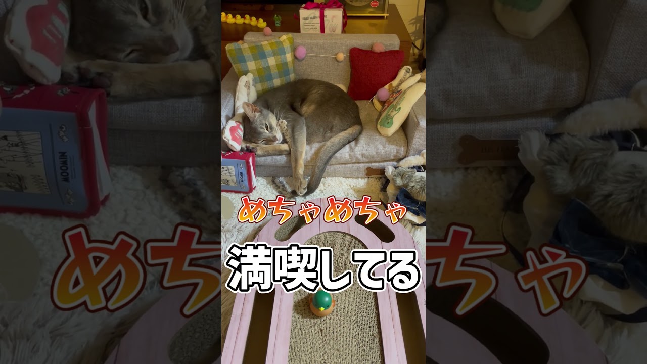 マイソファーを堪能する猫 #shorts #猫 #アビシニアン