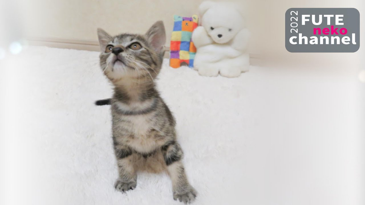 諦めない子猫がずーっと椅子足カバーと格闘していました【保護子猫】