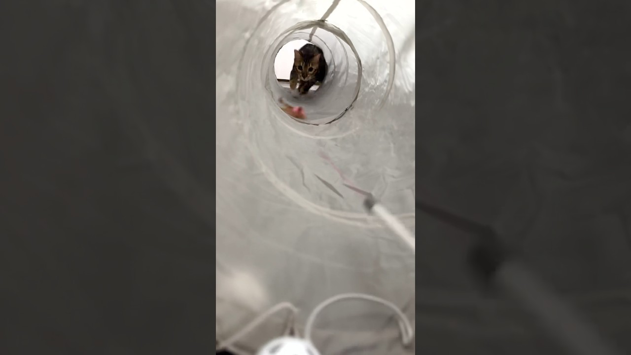 トンネルに入ると勢いが凄すぎる猫  #shorts #ベンガル #ねこりる