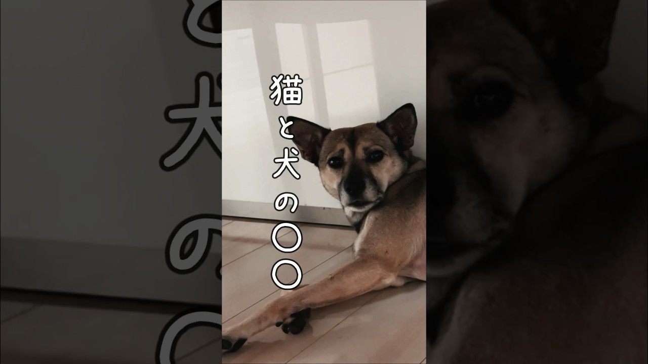 犬と猫が集まり過ぎたら大変なことになりました。【虐待された犬アッチャン】#shorts