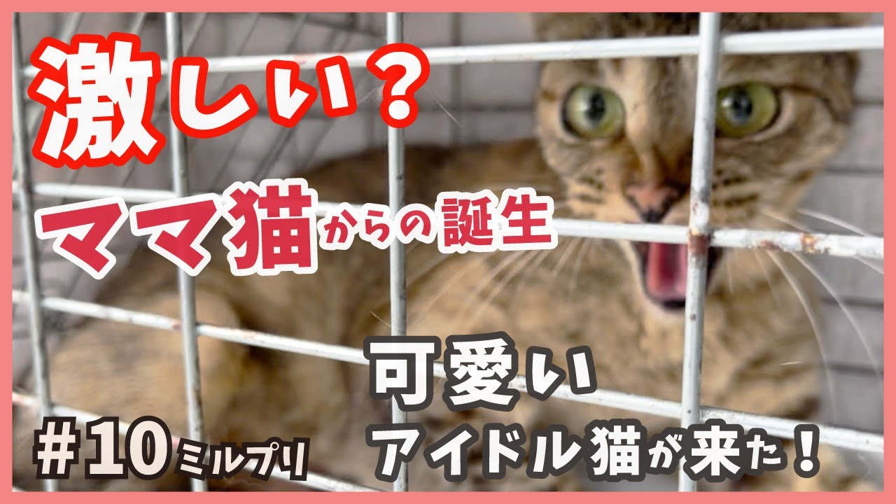 【威嚇 野良猫 保護】威嚇する野良猫から生まれた可愛い子猫を保護。アイドル子猫に新メンバーが合流！【アイドル猫・ミルプリ10】/ cute kittens are idols