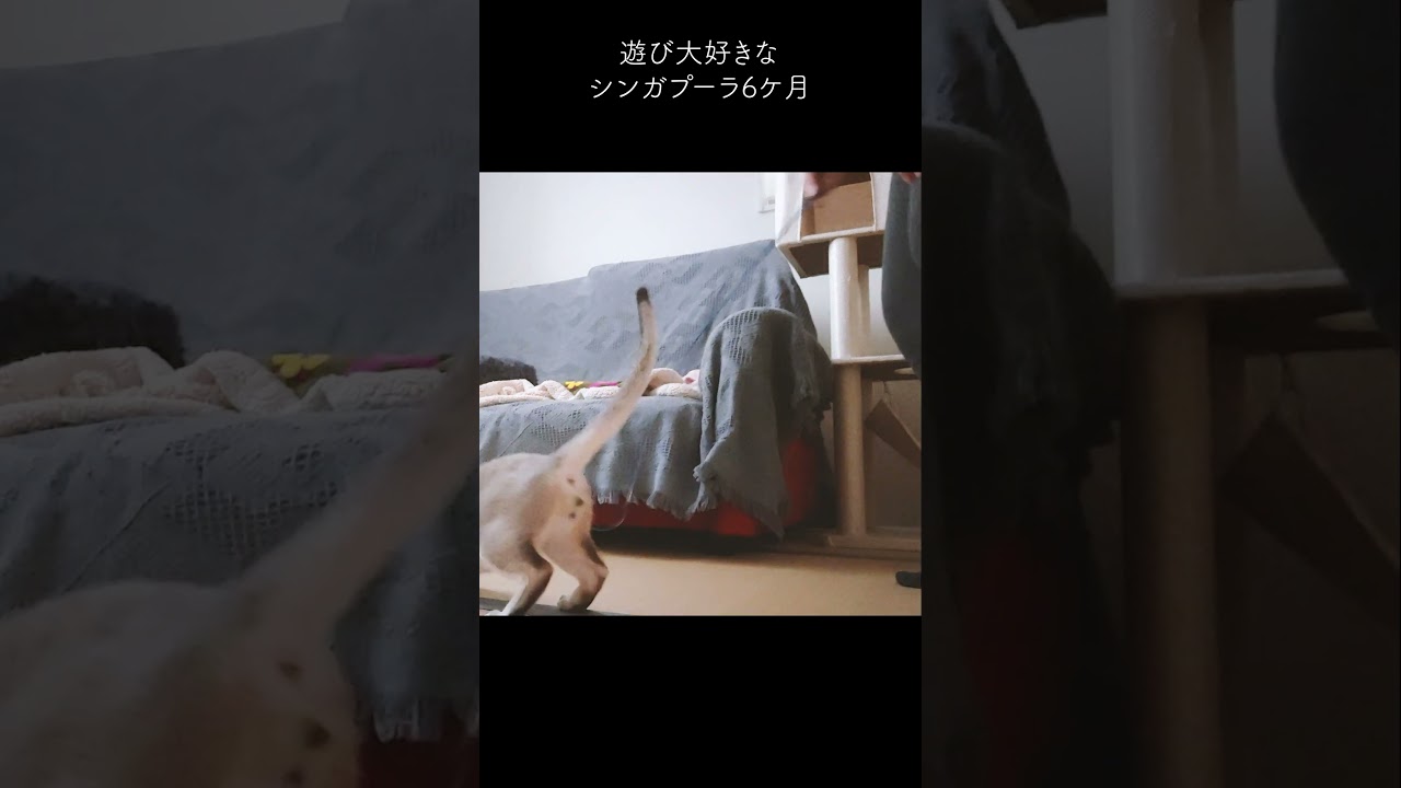 シンガプーラ/子猫/遊ぶの大好きです♡#シンガプーラ#shorts #singapura