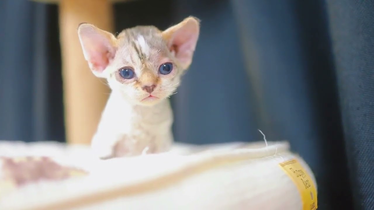 おとなしい🥺抱っこが好き