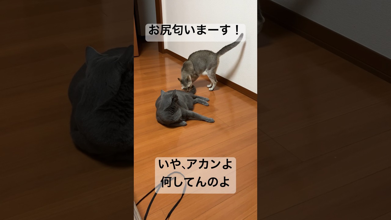 お尻を匂いたいシンガプーラと匂われたくないロシアンブルー