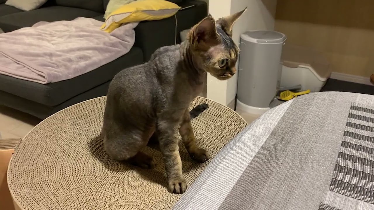 デボンレックス子猫は悪戯大好きです(Devon Rex kitten is mischievous)