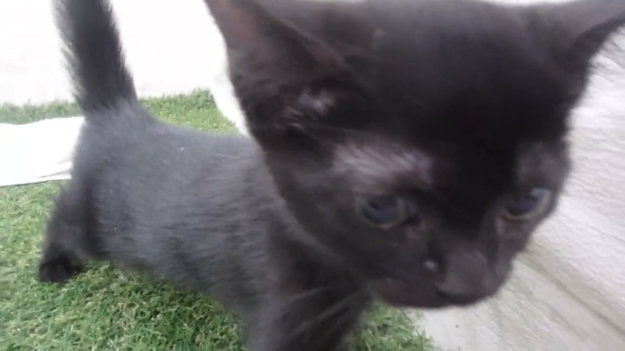 Coo&RIKU　No00645286 ボンベイ