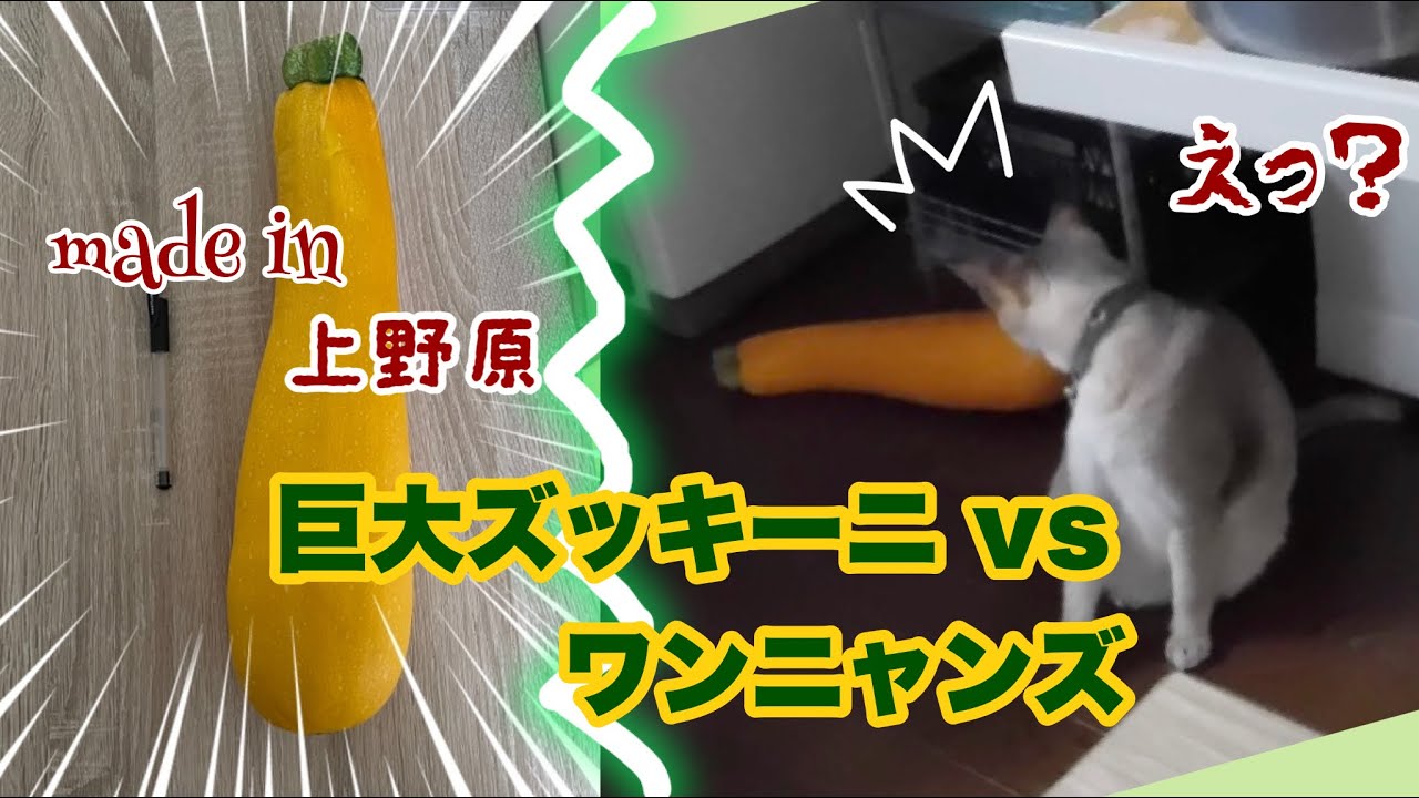 猫にきゅうり…じゃなくて巨大ズッキーニどっきり⁉️ #88