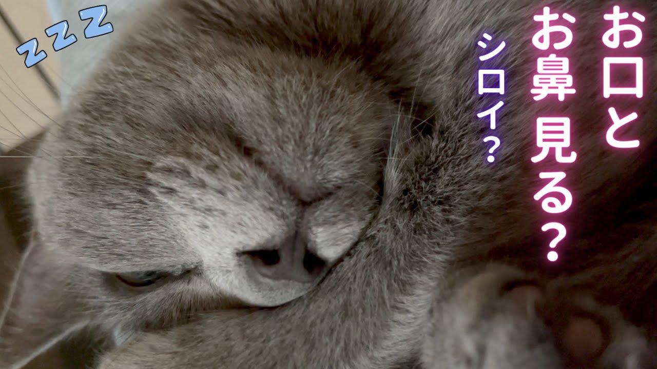 そらちゃんのお口とお鼻💖大好き❣️（ロシアンブルー）