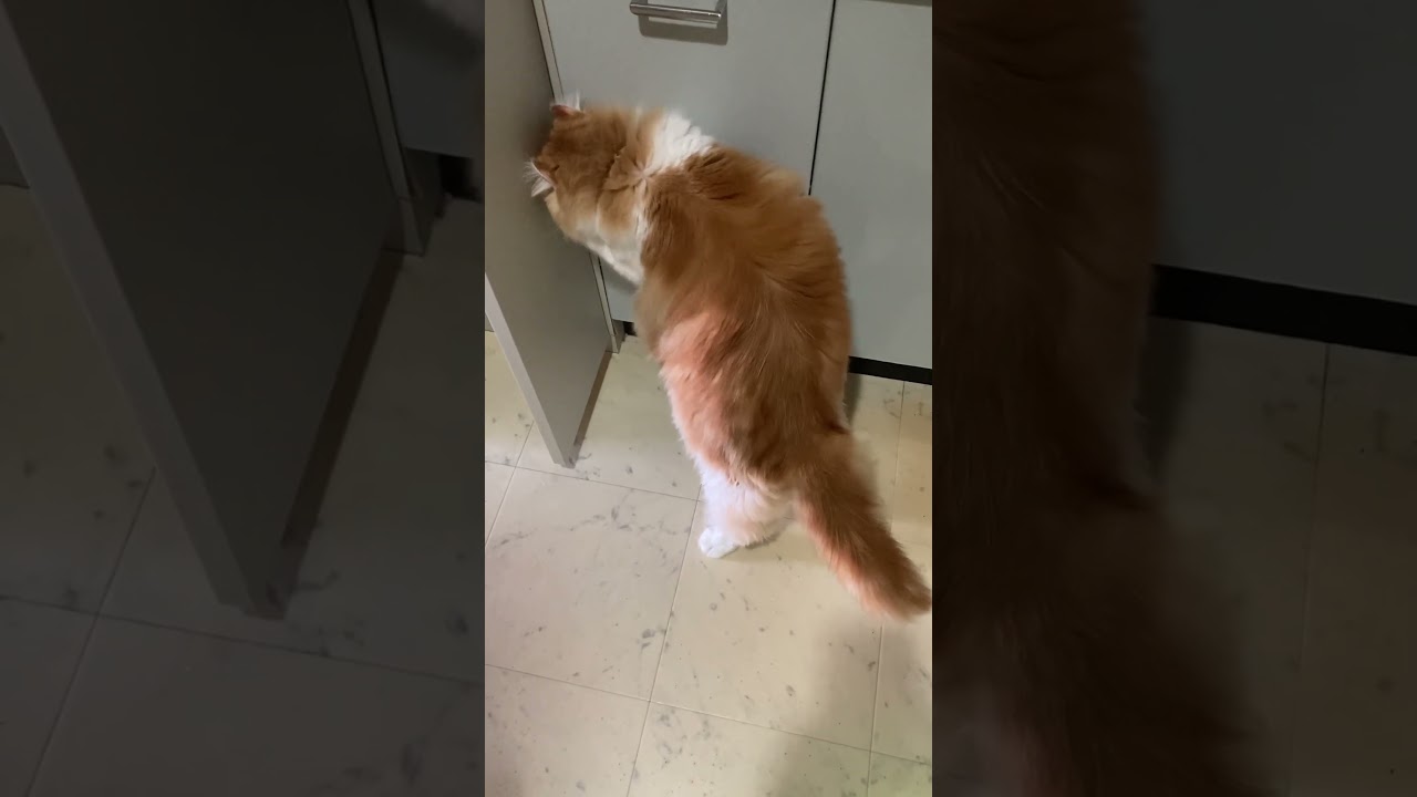 引き出しの開け方 #shorts  #猫 #アメリカンカール #cat