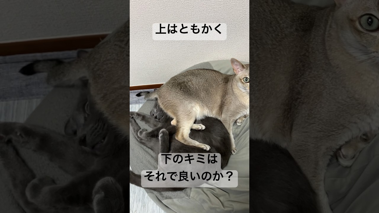 縦に重なるトリッキーな猫団子