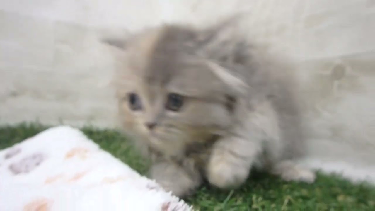 ペットショップcoo&riku No.00644473 ペルシャ