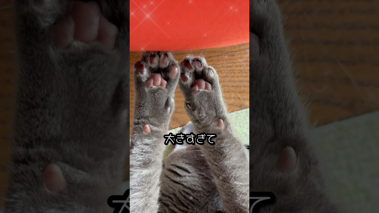 【ロシアンブルー】めろん、Yogiboにまだまだ警戒してる⁇🫢【猫】#shorts