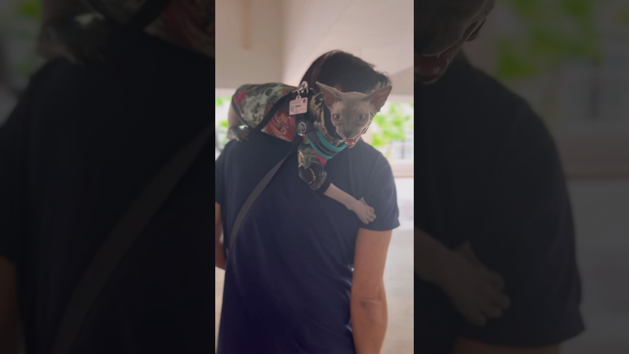 ご機嫌斜めな毛のない猫の鳴き声【スフィンクス猫】