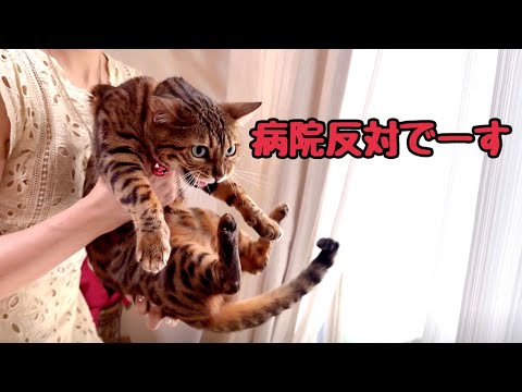 体重激減してしまった猫さんを病院に連れて行きます