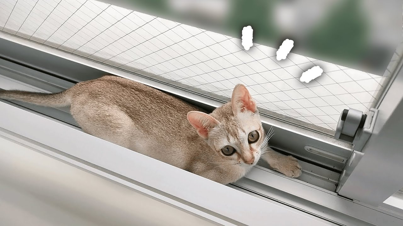 【なぜそこ…？】まさかの場所でくつろぐ子猫【シンガプーラ】