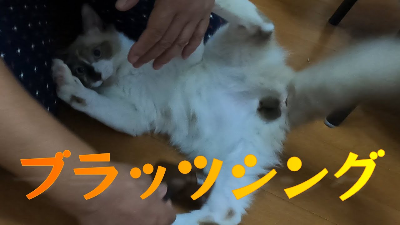 【猫】【猫のいる暮らし】三者三様ブラッシング　#子猫　#ヒマラヤン　#ラグドール　#猫
