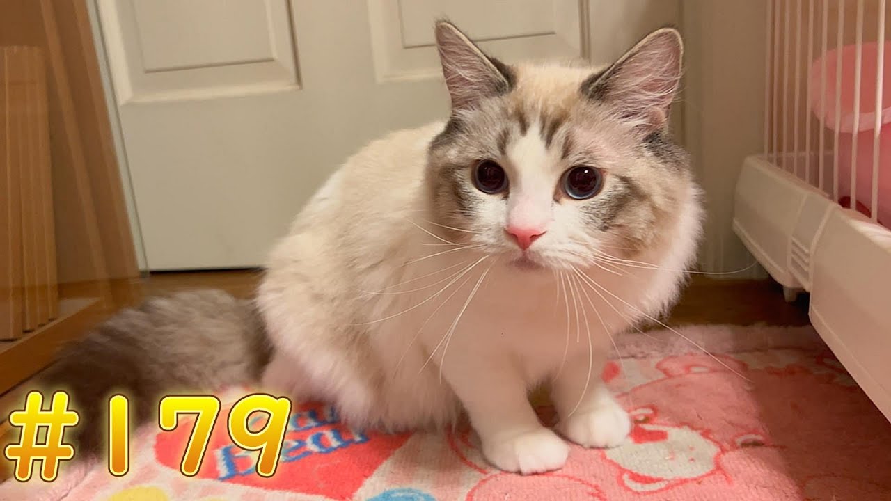 【猫】【cat】え！？なんかちょっとハゲてない？【ペット】【動物】