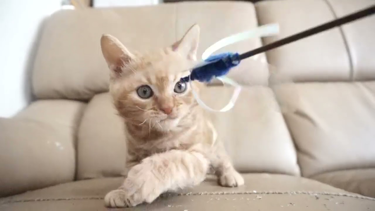 セルカークレックス子猫　2023.6.14産まれ 　レッドタビー　　男の子　シーダキャット猫のお店