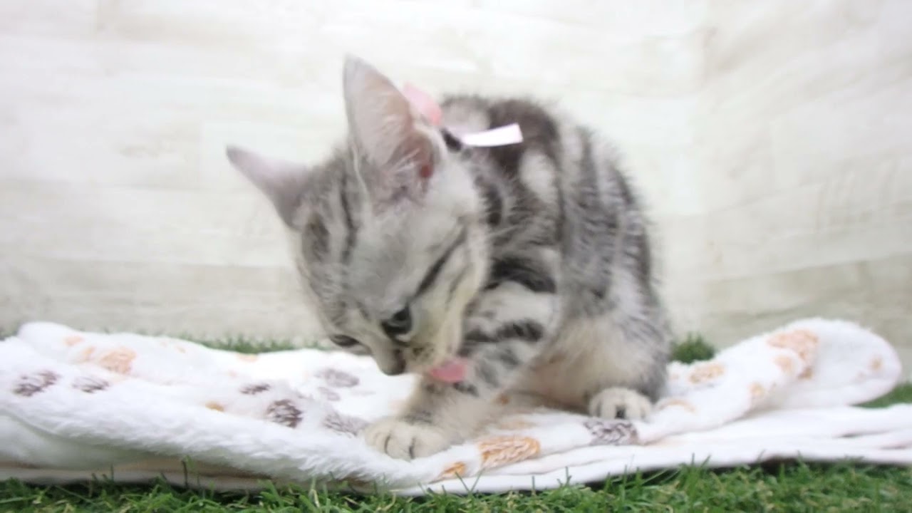 Coo&RIKU　No00643340 アメリカンショートヘアー