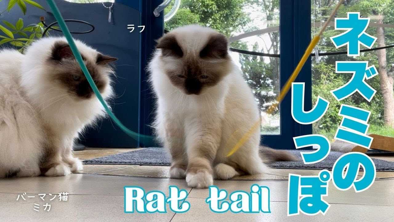 バーマン猫ラフとミカとウリ【ネズミのしっぽ】Rat tail（バーマン猫）Birman/Cat