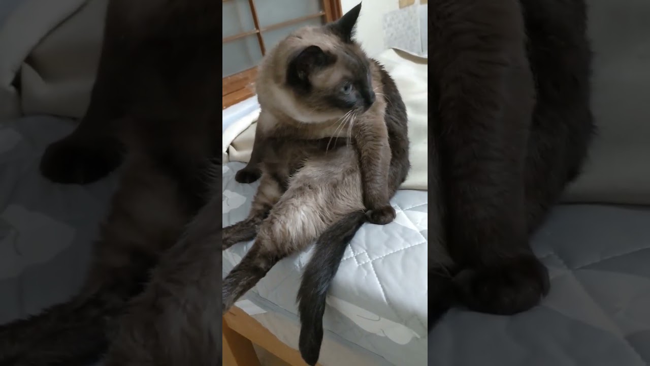 ふと見てみたらセクシー過ぎた#猫 #cat #shorts