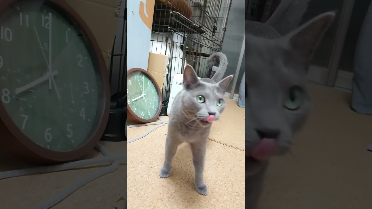 【猫動画】ご飯係の旦那の行動が気になるロシアンブルー【russianbule】#shorts　Russian Blue wants food from owner