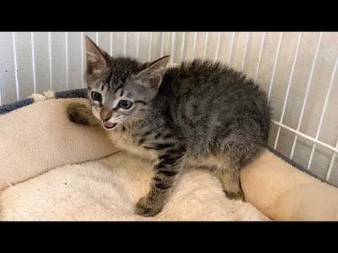 近づくと焦る警戒心が強い子猫