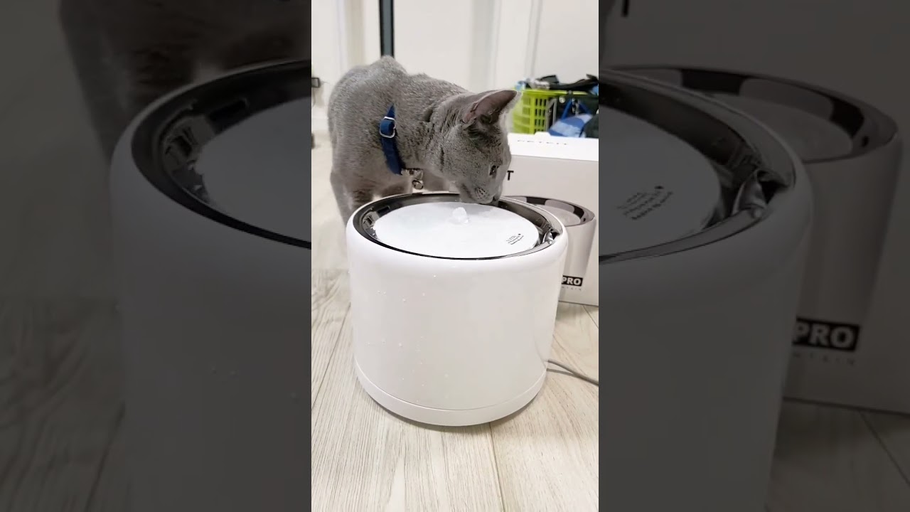 初めての給水器 PETKIT EVERSWEET 3 PRO 水飲み器 #猫 #ロシアンブルー #shorts