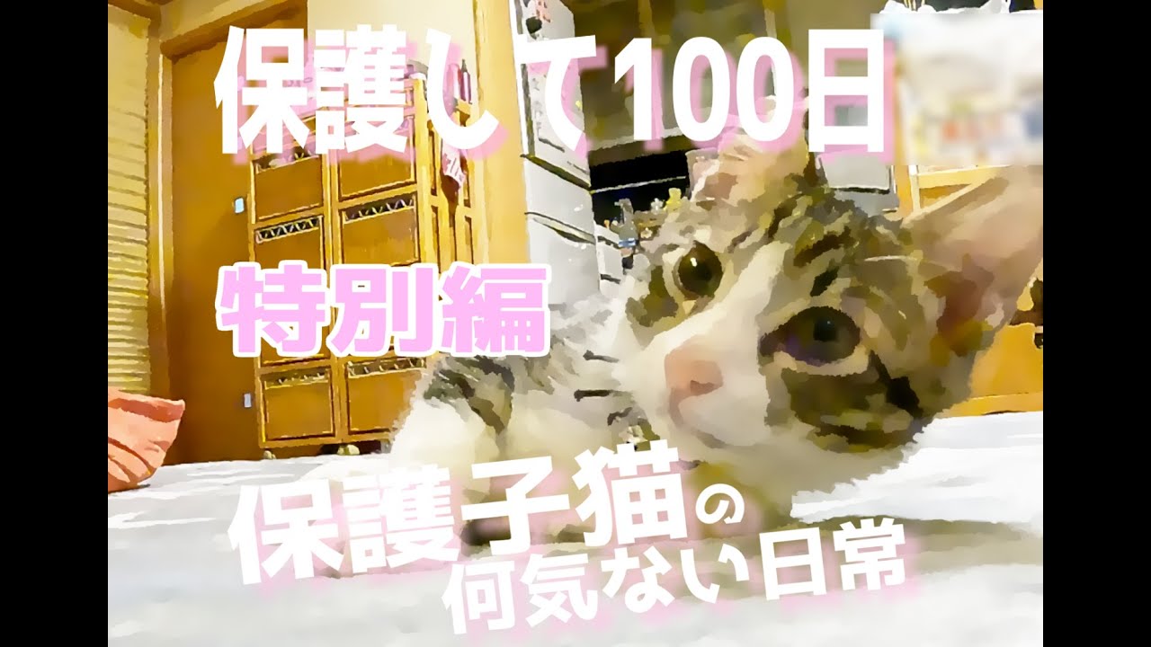 【＃保護子猫ボーちゃんモコちゃん日記特別編】ボーちゃん、モコちゃん保護して１００日が過ぎた記念日＃cat＃子猫＃猫
