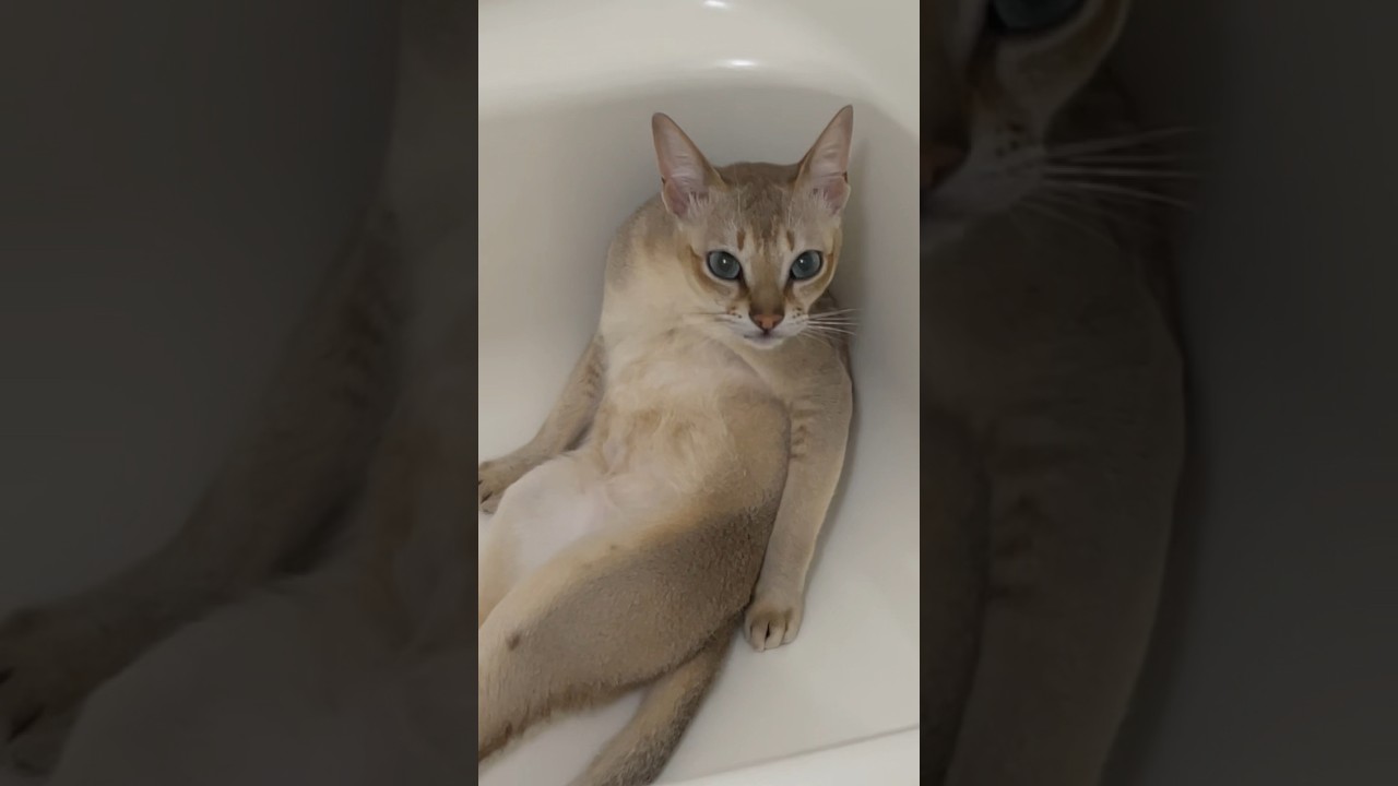 可愛くてごめんすぎる猫ちゃん🐈💕