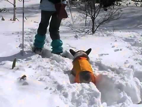 ワンコとスノーシュー♪   (1)    　　 コーギーCorgi
