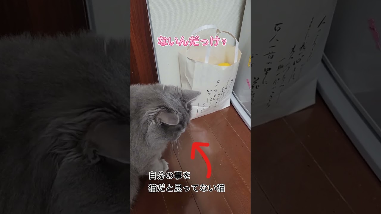 猫だけど柑橘類はおもちゃ【サイベリアン・キキのKIKICHANNEL】#shorts #サイベリアン #猫