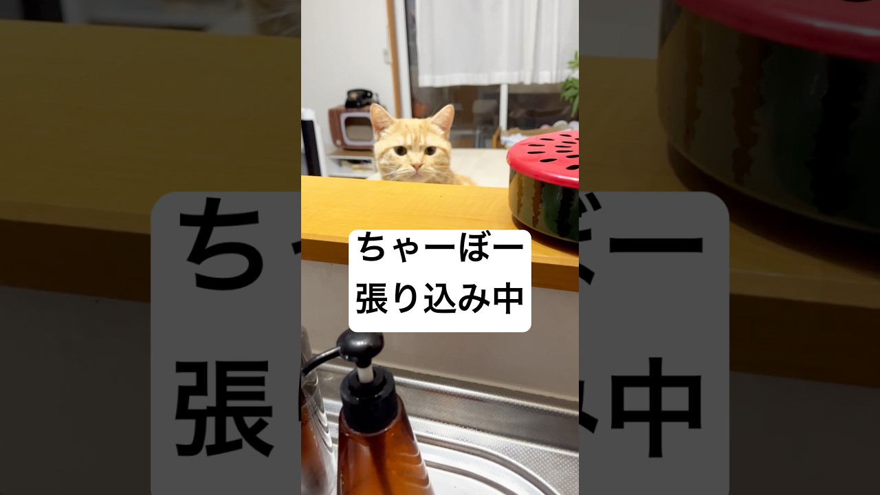 ちゃぼ畑 #猫 #マンチカン