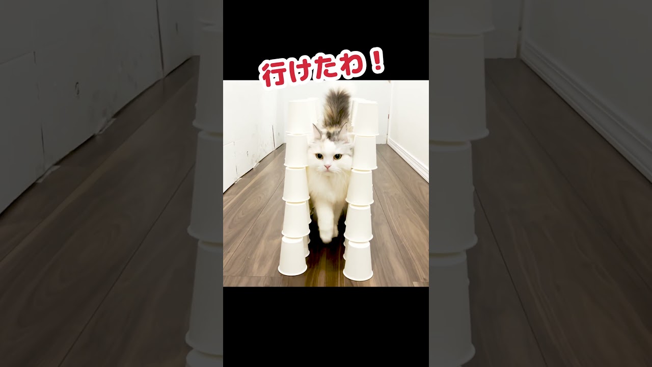 これは予想してなかったわ… #Shorts