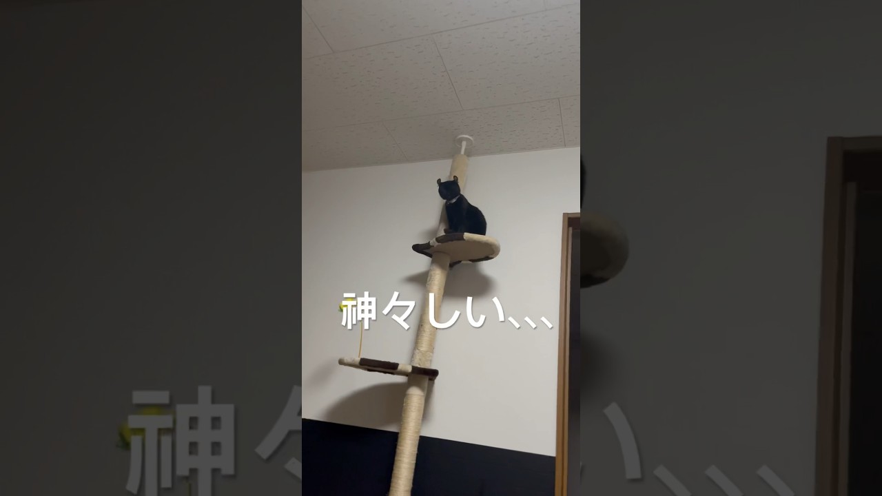 あまりにも神々しい猫様…🐈‍⬛🌟🪄おすましエマ様が可愛いすぎる🥰#shorts #cat #アメリカンカール #ねこ #猫 #猫のいる暮らし #cute