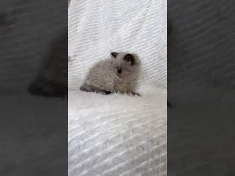 ヒマラヤン 穏やかシールポイントの女の子。