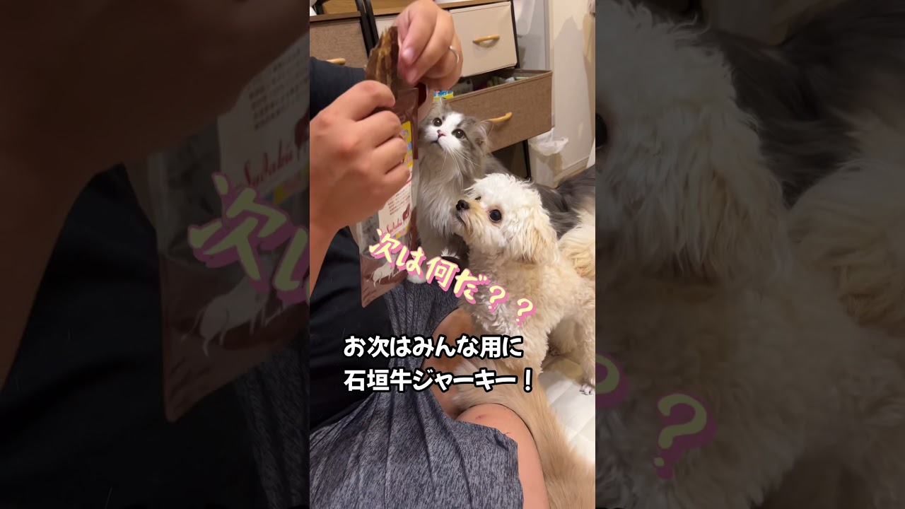沖縄みやげ#スコティッシュフォールド #ラガマフィン #チワプー #猫 #cat #犬 #dog #おすすめ #かわいい #shorts #あさひなさんた#ペット用