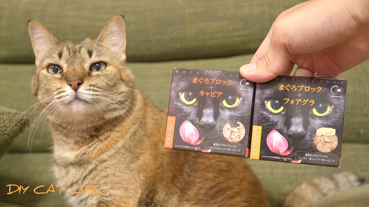 【キャビア&フォアグラ】日本一高い猫缶をあげたら