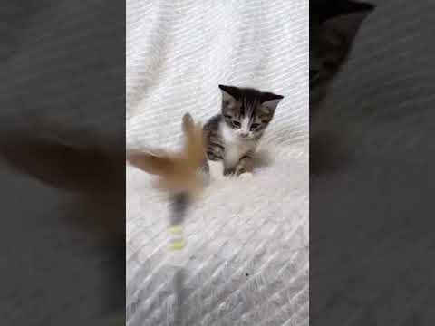 ミヌエット 遊び好きなブラウンタビーホワイトの男の子。