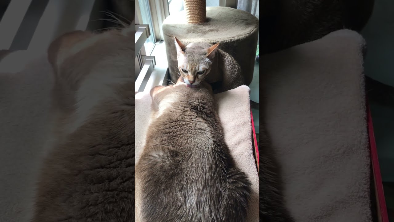 ひなたぼっこ中のたぬき猫をペロペロしまくるシンガプーラなのにゃ♪