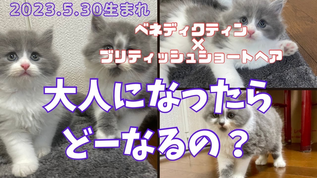 【前代未聞の掛け合わせ】はじめてです？ベネディクティンとブリティッシュショートヘアの子猫なんて