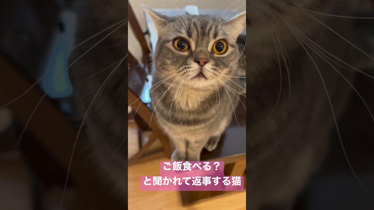 【ミヌエット】お返事が出来る猫