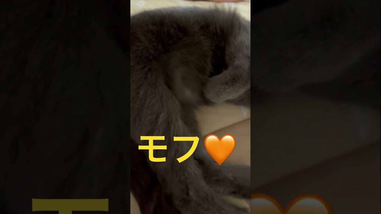 お腹モフる？な猫😻（ロシアンブルー）#shorts