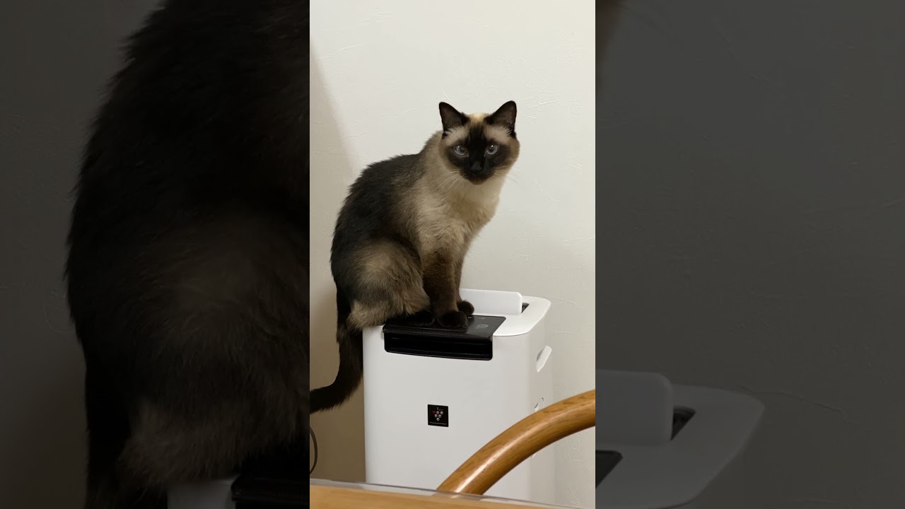 【2023.07.11】今日のシャム猫のふくさん（音無し）【たぬき猫】 #shorts