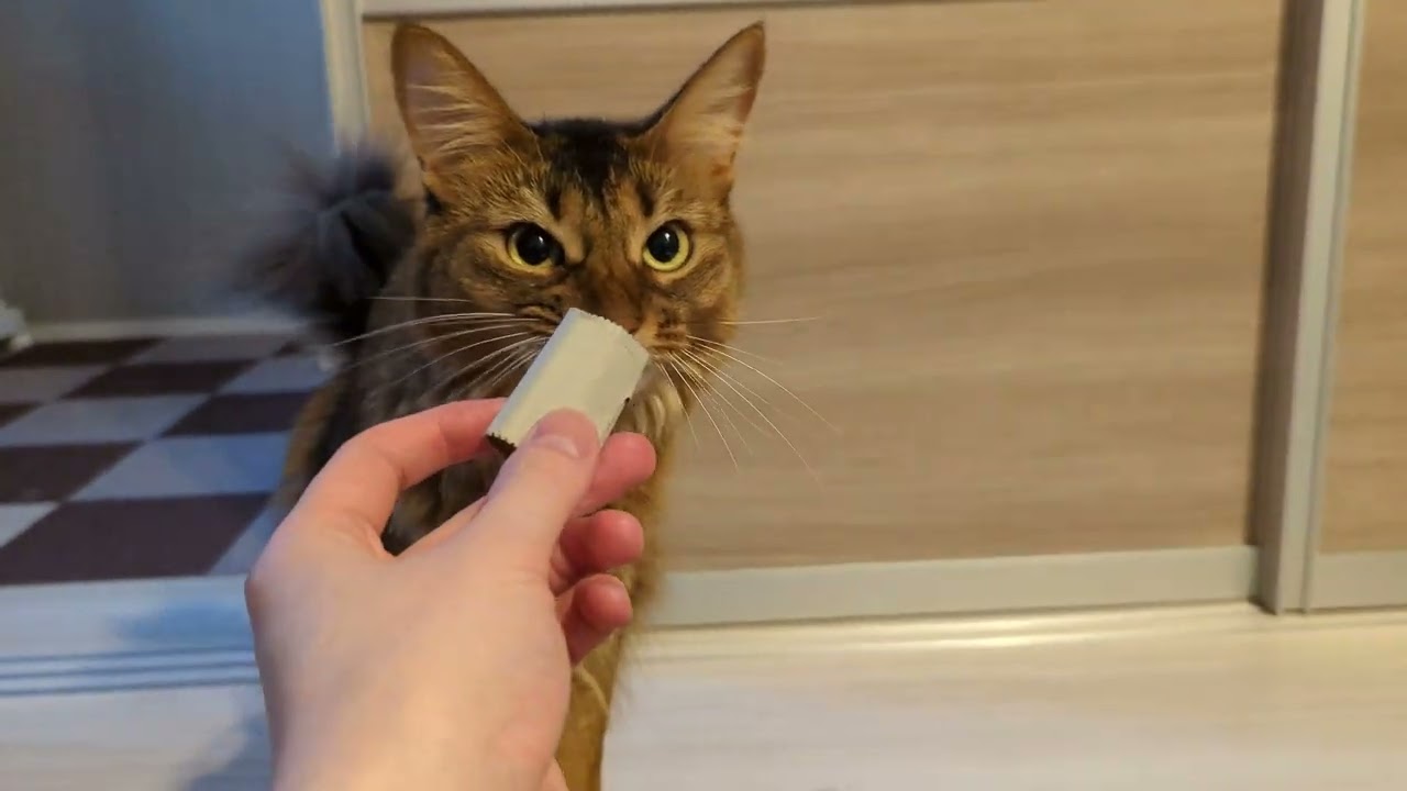 【568日目】ドーナツとティッシュ #ソマリ #cat