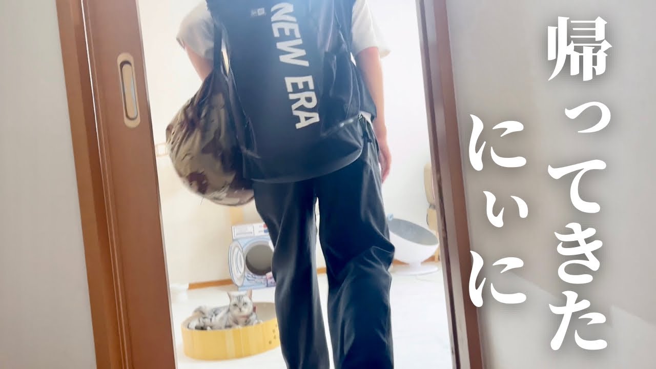 にぃにがお盆休みに帰ってきました！ #猫 #マンチカン